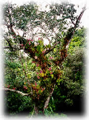 Natureza