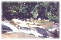 Ecologia Ubatuba